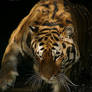 Tiger Bath