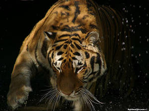 Tiger Bath