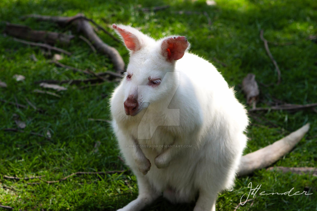 Albino Wallaby