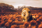 A Lion