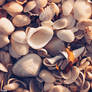 Seashells are love letters in the sand...