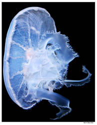 Jelly Fish