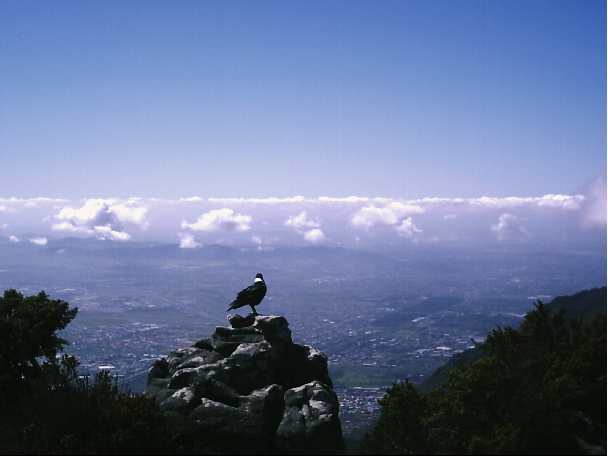 Another Bird on Table Mountain