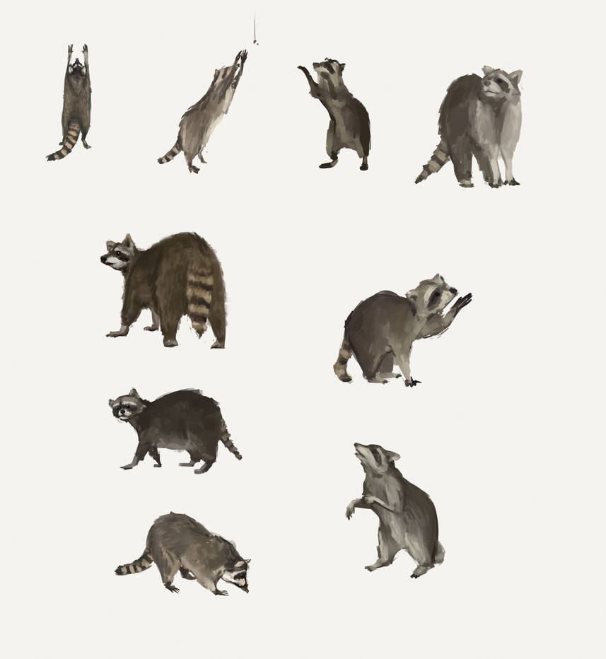 Raccoons by AnirBrokenear