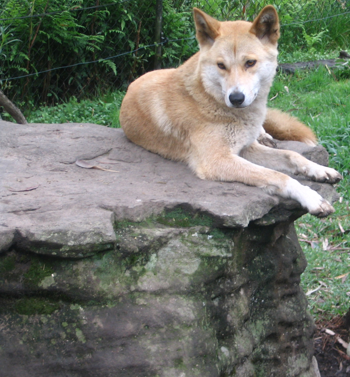 Dingo 2