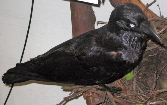 Stuffed Raven Bird 1