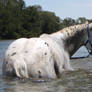 Horseys River 104