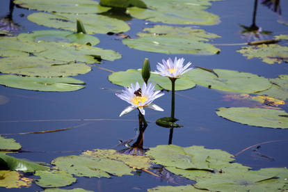 Water Lily 02