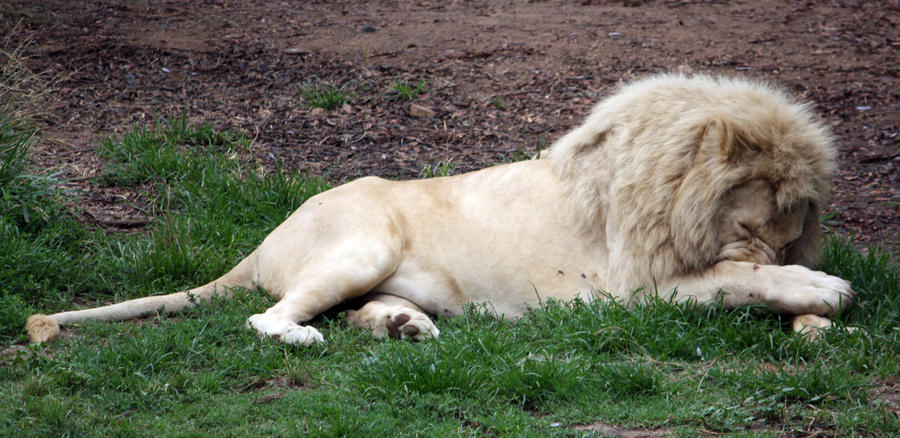 White Lion 02