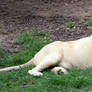 White Lion 05