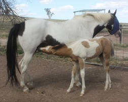 Foal 018