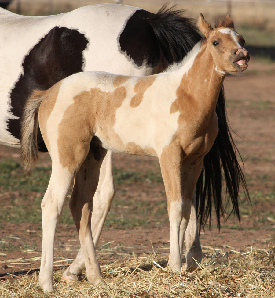 Foal 044