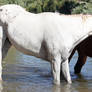 Horseys River 197