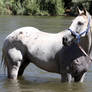 Horseys River 213