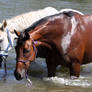 Horseys River 217