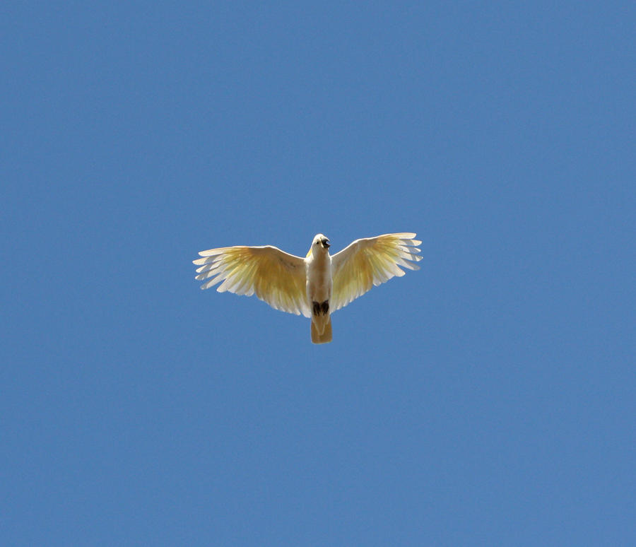 Sulphur Crested Cockatoo 01