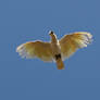 Sulphur Crested Cockatoo 02