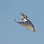 Sulphur Crested Cockatoo 06