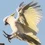 Sulphur Crested Cockatoo  08