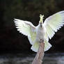 Sulphur Crested Cockatoo 17