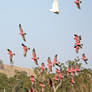 Galah Flock 03