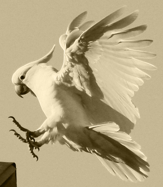 Cockatoo Sepia