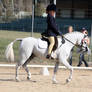 Pony Dressage - Stock - 02