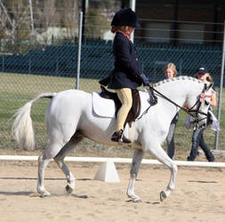 Pony Dressage - Stock - 02