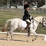 Pony Dressage - Stock - 07