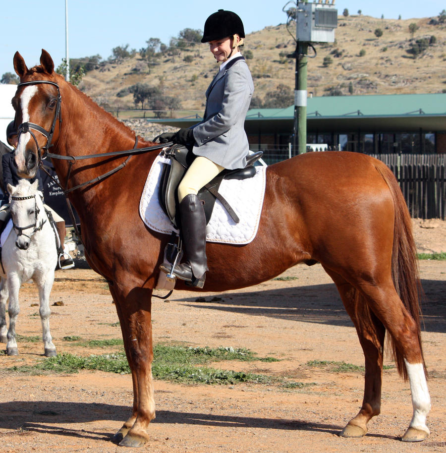 Pony Dressage - Stock - 10