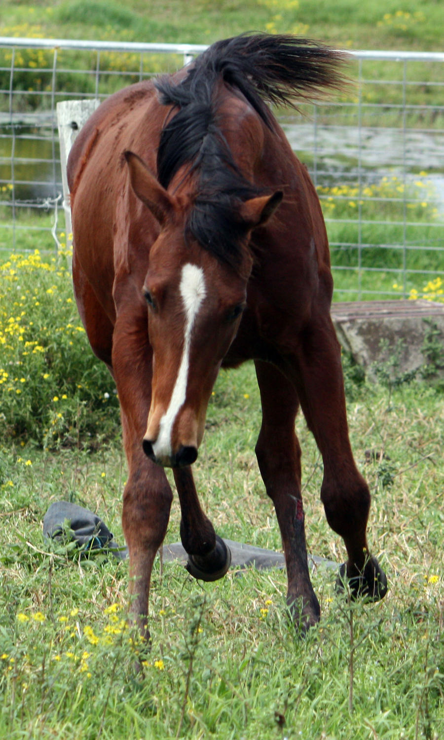 Costa - Horse Stock - 09