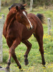 Costa - Horse Stock - 14 by aussiegal7
