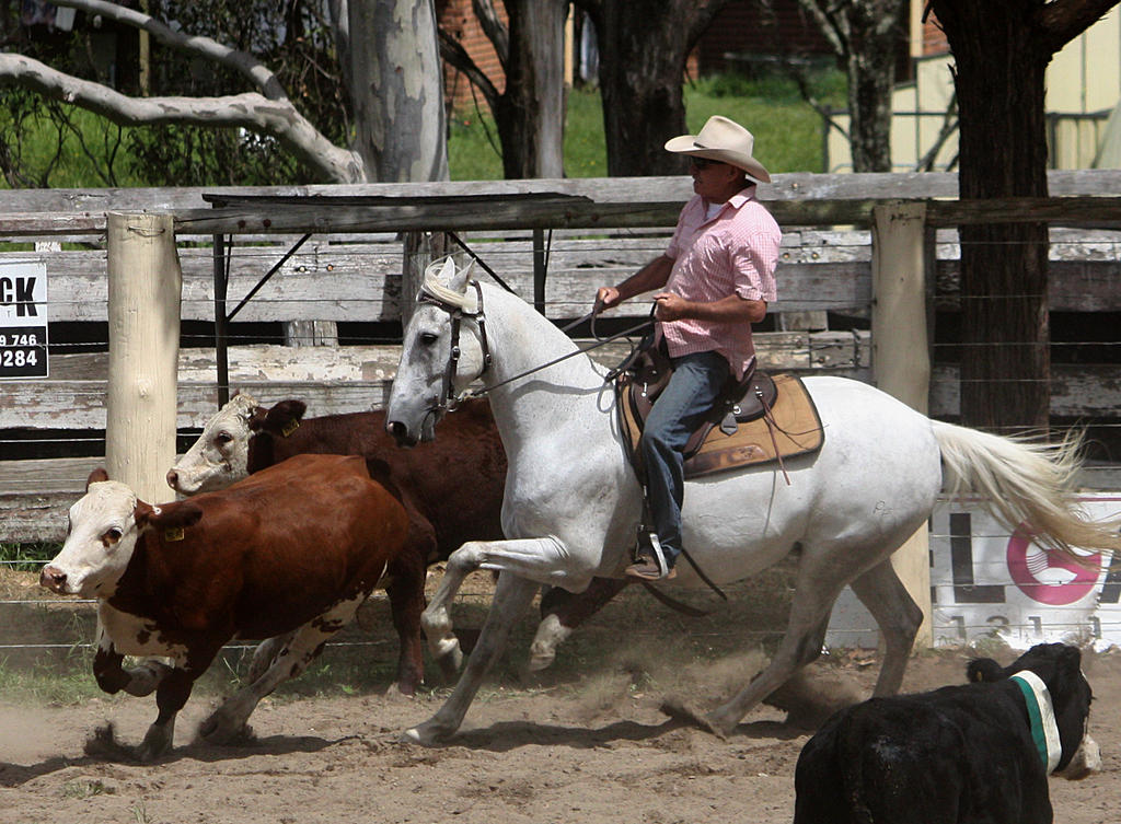 Stock - Horse Team Penning - 036