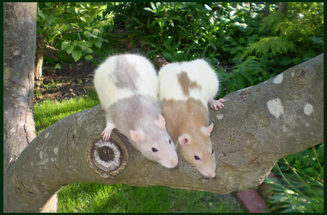 Apple Tree Rats