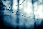 rain drops in forest by iamtriet