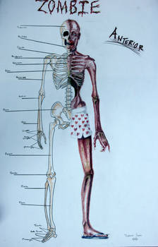 The Zombie Skeleton  front