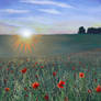 Poppies at dawn in Dorset