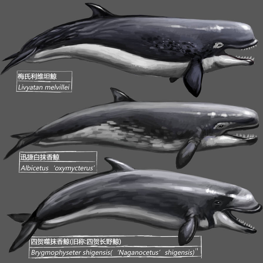 Prehistoric whale by KookaburraSurvivor on DeviantArt