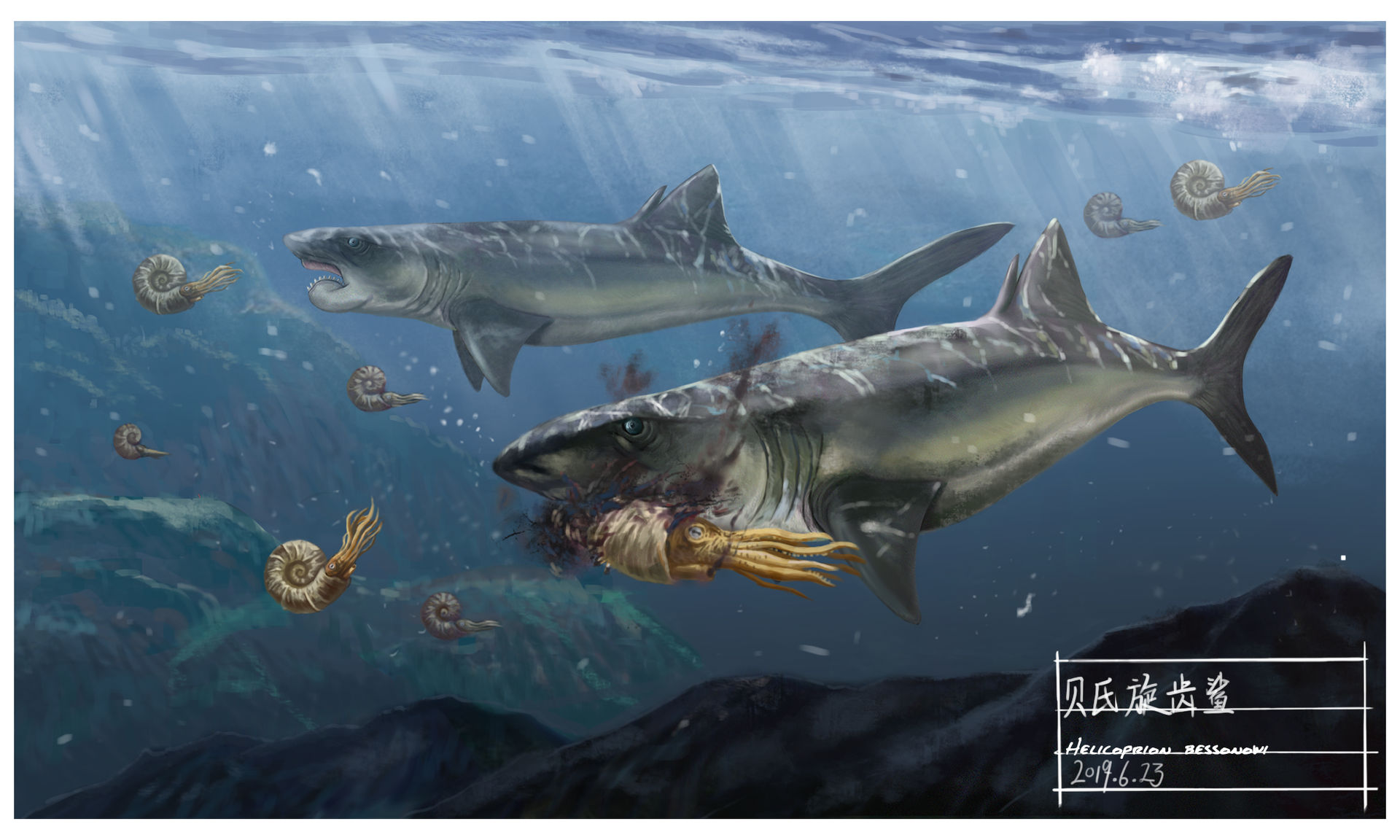 Helipcorn Helicoprion by KookaburraSurvivor on DeviantArt