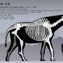 Paraceratherium bugtiense skeletal reconstruction