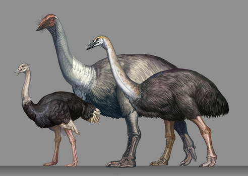 Some gigantic African birds