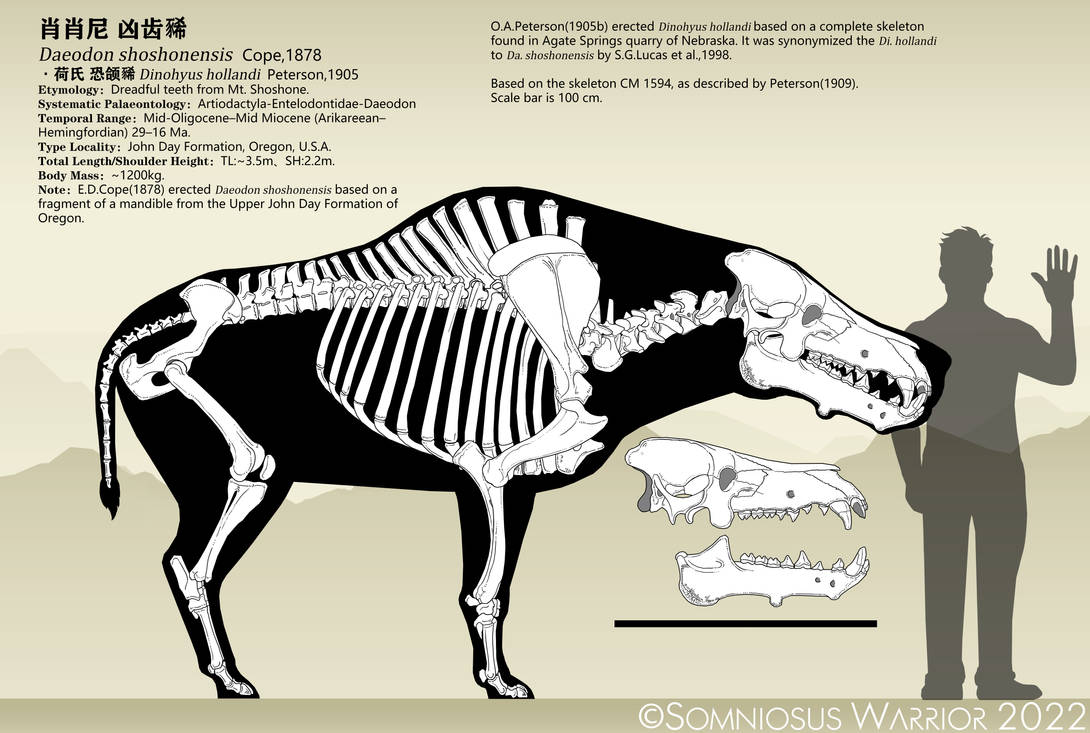Daeodon shoshonensis skeletal reconstraction by KookaburraSurvivor on ...