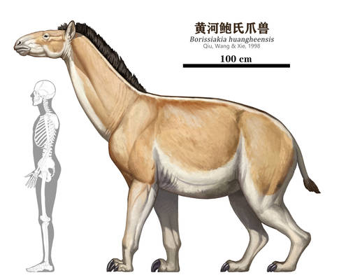 Borissiakia huangheensis