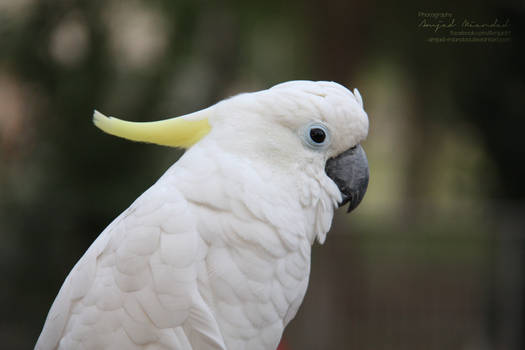 White Parrot