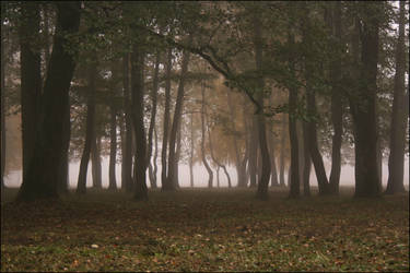 Moody mist and the Forest