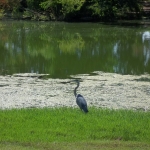 Landscape Fish Ponds Canton TX | East Texas #1 Lan