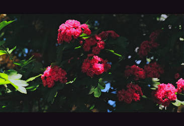 Flowers and Shadow