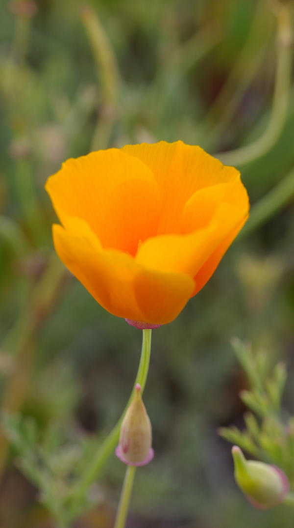 Rustins Poppy Poppy II by silverstag21 on DeviantArt