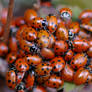 Ladybugs I