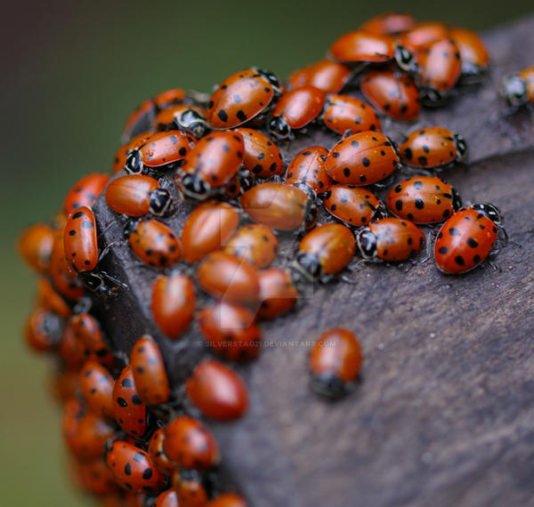 Ladybugs III